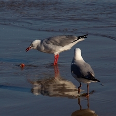 Chroicocephalus novaehollandiae (Silver Gull) at Tomakin, NSW - 23 Apr 2016 by AlisonMilton