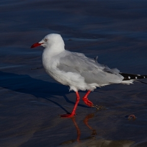 Chroicocephalus novaehollandiae at Tomakin, NSW - 23 Apr 2016