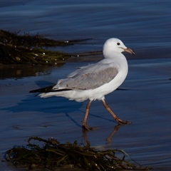 Chroicocephalus novaehollandiae at Tomakin, NSW - 23 Apr 2016