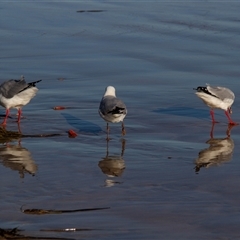 Chroicocephalus novaehollandiae at Tomakin, NSW - 23 Apr 2016