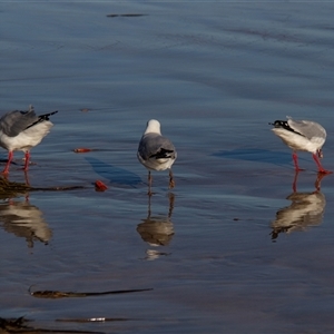 Chroicocephalus novaehollandiae at Tomakin, NSW - 23 Apr 2016