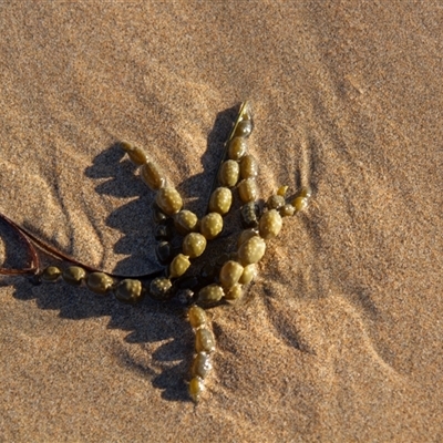 Unverified Marine Alga & Seaweed at Tomakin, NSW - 23 Apr 2016 by AlisonMilton