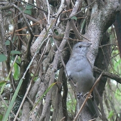 Colluricincla harmonica (Grey Shrikethrush) at Shannondale, NSW - 20 Mar 2019 by PEdwards