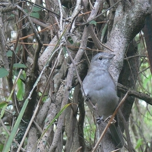 Colluricincla harmonica at Shannondale, NSW - 20 Mar 2019