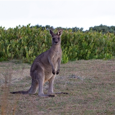 Macropus giganteus (Eastern Grey Kangaroo) at Bingie, NSW - 24 Apr 2016 by AlisonMilton