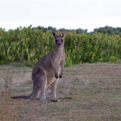 Macropus giganteus at Bingie, NSW - 24 Apr 2016 by AlisonMilton