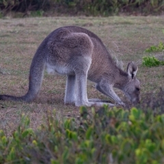 Macropus giganteus at Bingie, NSW - 24 Apr 2016 06:09 PM