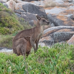 Macropus giganteus at Bingie, NSW - 24 Apr 2016 06:09 PM