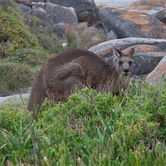 Macropus giganteus at Bingie, NSW - 24 Apr 2016 06:09 PM