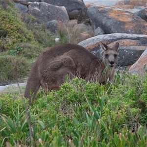 Macropus giganteus at Bingie, NSW - 24 Apr 2016 06:09 PM