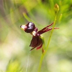 Caleana major (Large Duck Orchid) at Green Cape, NSW - 19 Oct 2022 by AlisonMilton