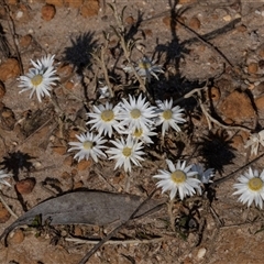 Argentipallium obtusifolium (Blunt Everlasting) at Green Cape, NSW - 18 Oct 2022 by AlisonMilton