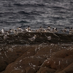 Thalasseus bergii (Crested Tern) at Bingie, NSW - 24 Apr 2016 by AlisonMilton