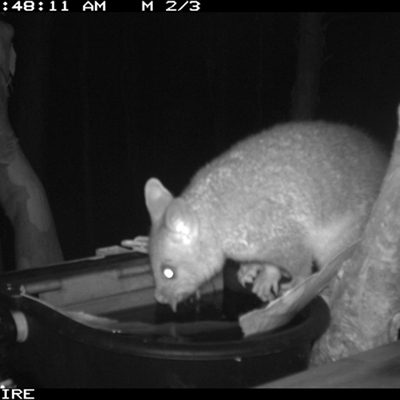 Trichosurus vulpecula at Shannondale, NSW - 23 Nov 2024 by PEdwards