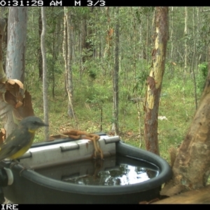 Eopsaltria australis at Shannondale, NSW - 13 Nov 2024 10:31 AM