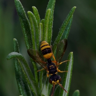 Cerceris sp. (genus) (Unidentified Cerceris wasp) at Murrumbateman, NSW - 31 Dec 2024 by amiessmacro