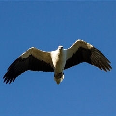 Haliaeetus leucogaster (White-bellied Sea-Eagle) at Tomakin, NSW - 25 Apr 2016 by AlisonMilton