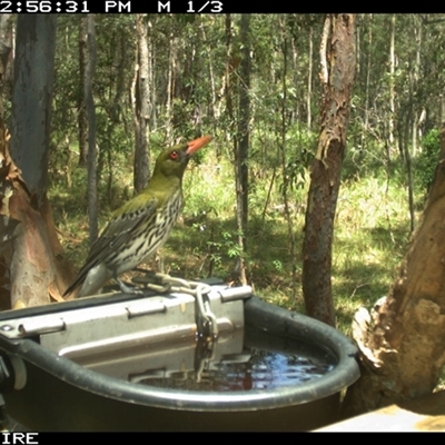 Oriolus sagittatus (Olive-backed Oriole) at Shannondale, NSW - 6 Nov 2024 by PEdwards