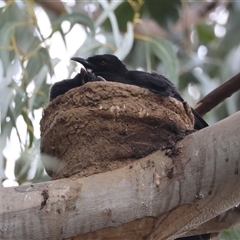 Corcorax melanorhamphos (White-winged Chough) at Hughes, ACT - 4 Dec 2024 by LisaH