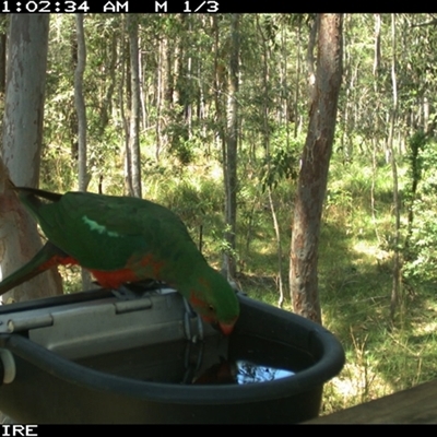 Alisterus scapularis (Australian King-Parrot) at Shannondale, NSW - 13 Feb 2006 by PEdwards