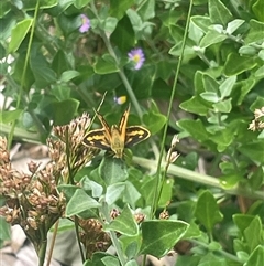 Ocybadistes walkeri (Green Grass-dart) at Phillip, ACT - 31 Dec 2024 by shintoscared