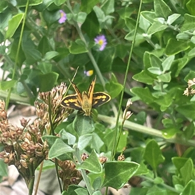 Ocybadistes walkeri (Green Grass-dart) at Phillip, ACT - 31 Dec 2024 by shintoscared