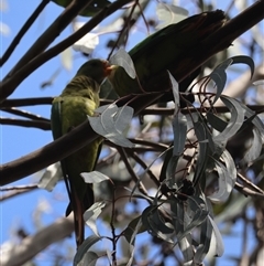 Polytelis swainsonii (Superb Parrot) at Hughes, ACT - 4 Dec 2024 by LisaH