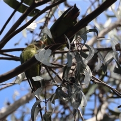 Polytelis swainsonii at Hughes, ACT - suppressed