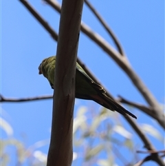 Polytelis swainsonii at Hughes, ACT - suppressed