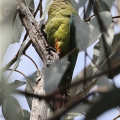 Polytelis swainsonii at Hughes, ACT - suppressed