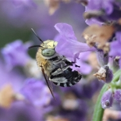 Amegilla sp. (genus) (Blue Banded Bee) at Hughes, ACT - 4 Dec 2024 by LisaH