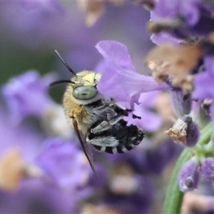 Amegilla sp. (genus) at Hughes, ACT - suppressed