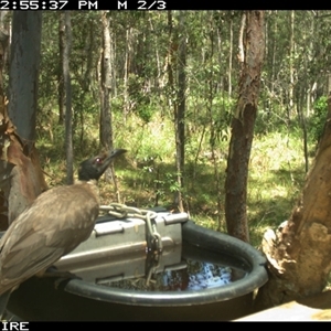 Philemon corniculatus at Shannondale, NSW - 6 Nov 2024