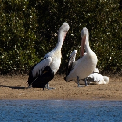 Pelecanus conspicillatus (Australian Pelican) at Tomakin, NSW - 25 Apr 2016 by AlisonMilton