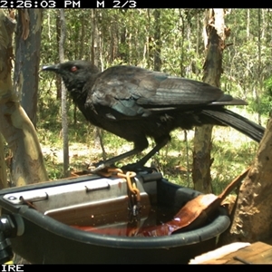 Corcorax melanorhamphos at Shannondale, NSW - 26 Nov 2024