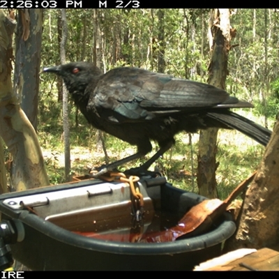 Corcorax melanorhamphos (White-winged Chough) at Shannondale, NSW - 26 Nov 2024 by PEdwards