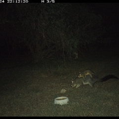 Trichosurus vulpecula (Common Brushtail Possum) at Shannondale, NSW - 24 Sep 2024 by PEdwards