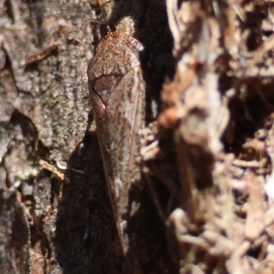 Stenocotini sp. (tribe) (A leafhopper) at Red Hill, ACT - 2 Dec 2024 by LisaH