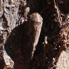 Stenocotini sp. (tribe) at Red Hill, ACT - 2 Dec 2024 09:02 AM