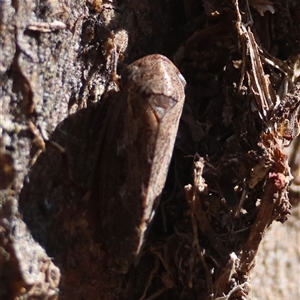 Stenocotini sp. (tribe) at Red Hill, ACT - 2 Dec 2024 09:02 AM