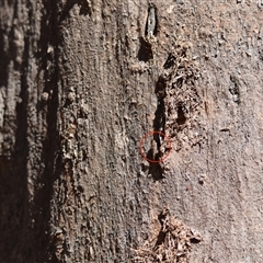 Stenocotini sp. (tribe) at Red Hill, ACT - 2 Dec 2024 09:02 AM