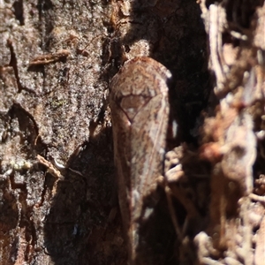 Stenocotini sp. (tribe) at Red Hill, ACT - 2 Dec 2024 09:02 AM