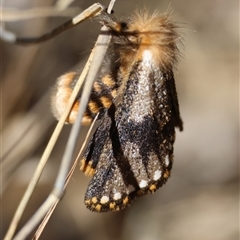 Epicoma contristis (Yellow-spotted Epicoma Moth) at Red Hill, ACT - 1 Dec 2024 by LisaH