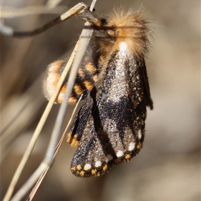 Epicoma contristis (Yellow-spotted Epicoma Moth) at Red Hill, ACT - 2 Dec 2024 by LisaH