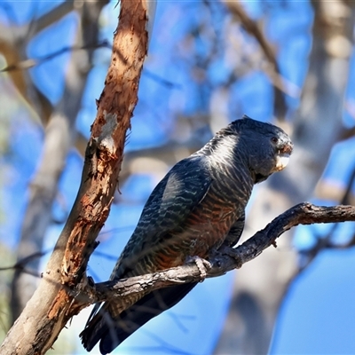 Callocephalon fimbriatum (Gang-gang Cockatoo) at Deakin, ACT - 2 Dec 2024 by LisaH