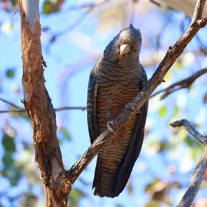 Callocephalon fimbriatum at Deakin, ACT - 2 Dec 2024