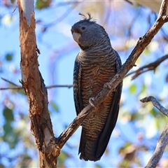 Callocephalon fimbriatum at Deakin, ACT - 2 Dec 2024