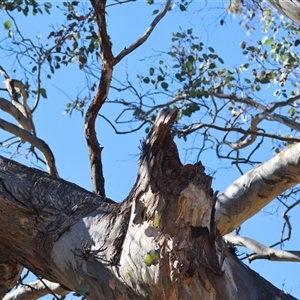 Callocephalon fimbriatum at Deakin, ACT - 2 Dec 2024