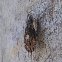 Stenocotis depressa (Leafhopper) at Deakin, ACT - 2 Dec 2024 by LisaH