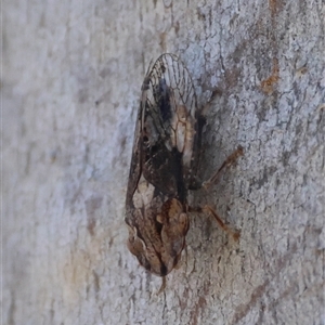 Stenocotis depressa at Deakin, ACT - 2 Dec 2024